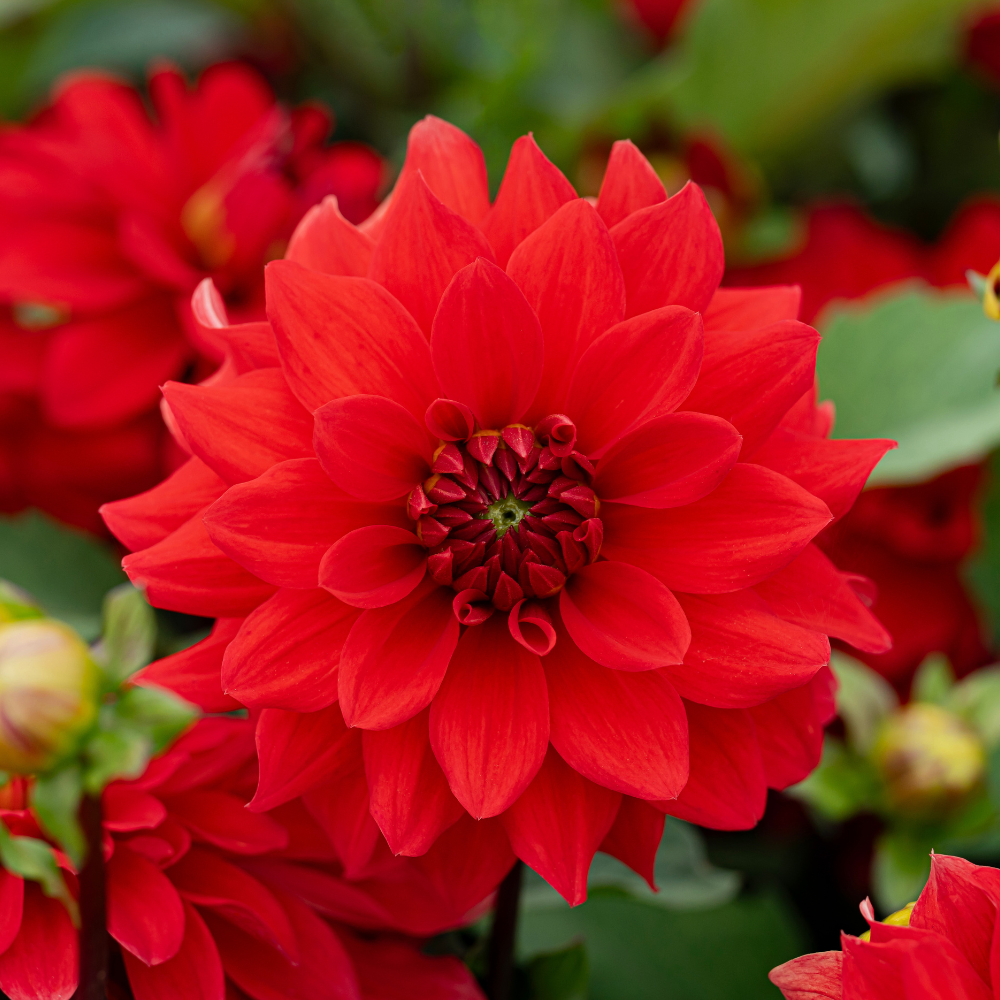 Dahlia 'Verwers Heatwave'
