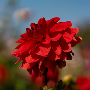 Dahlia 'Verwers Heatwave'