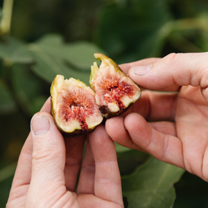 Fig tree 'Brown Turkey' BIO