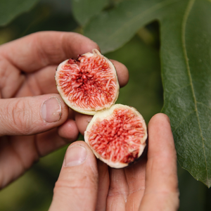 Dwarf fig tree 'Little Miss Figgy' BIO