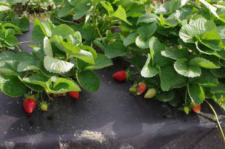 Colis fraises pleine terre, plants de 5 m² et tout le matériel de culture