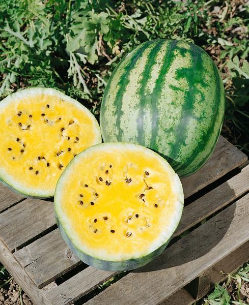 Wassermelonengelb 'Primagold' im Topf 1 Pflanze 