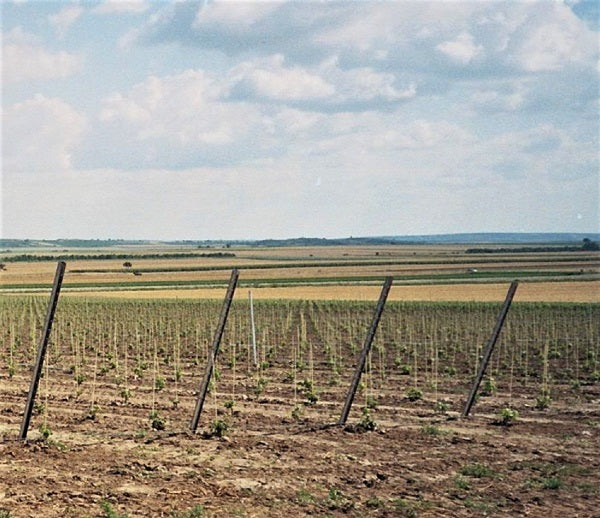 Bâton de plante Vinotto en fibre de verre - 120 cm de long