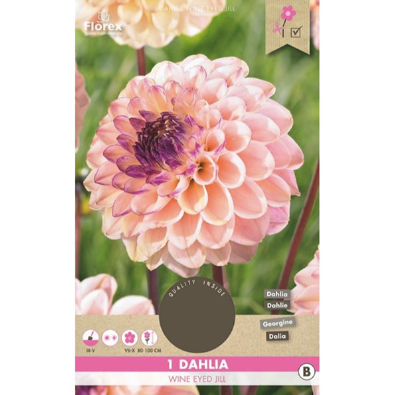 Dahlia décoratif aux yeux blancs Jill 1er.