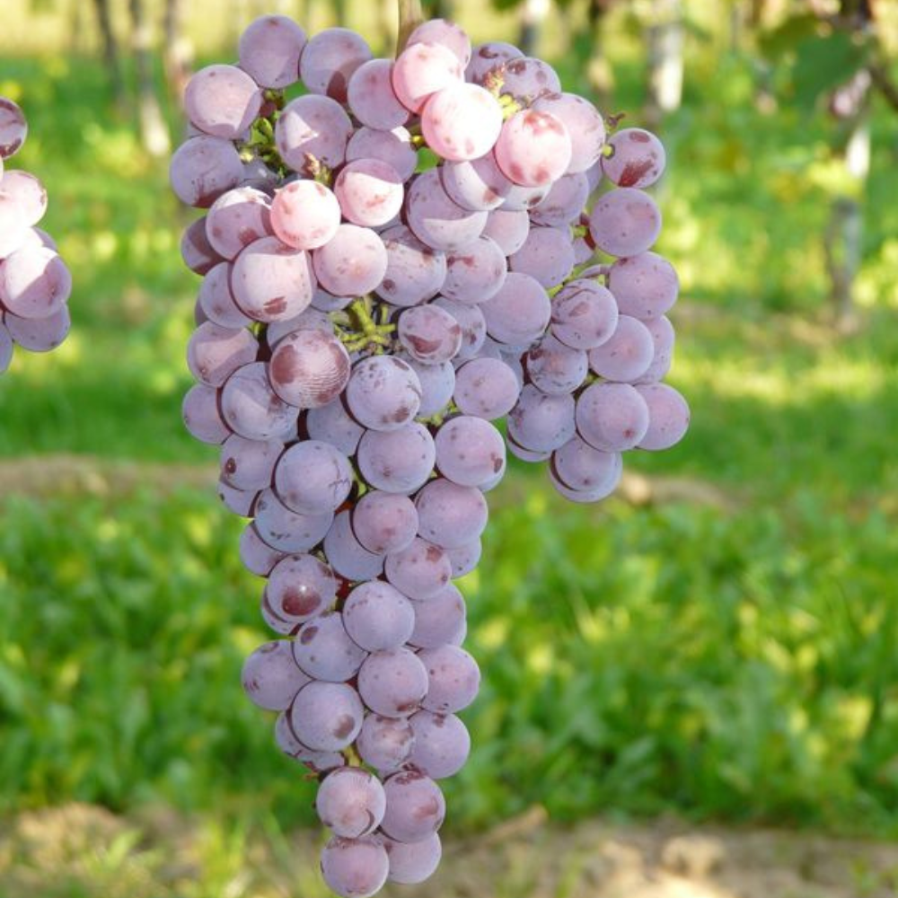 Vigne Souvignier Gris sur porte-greffe SO4 (Piou - résistant)