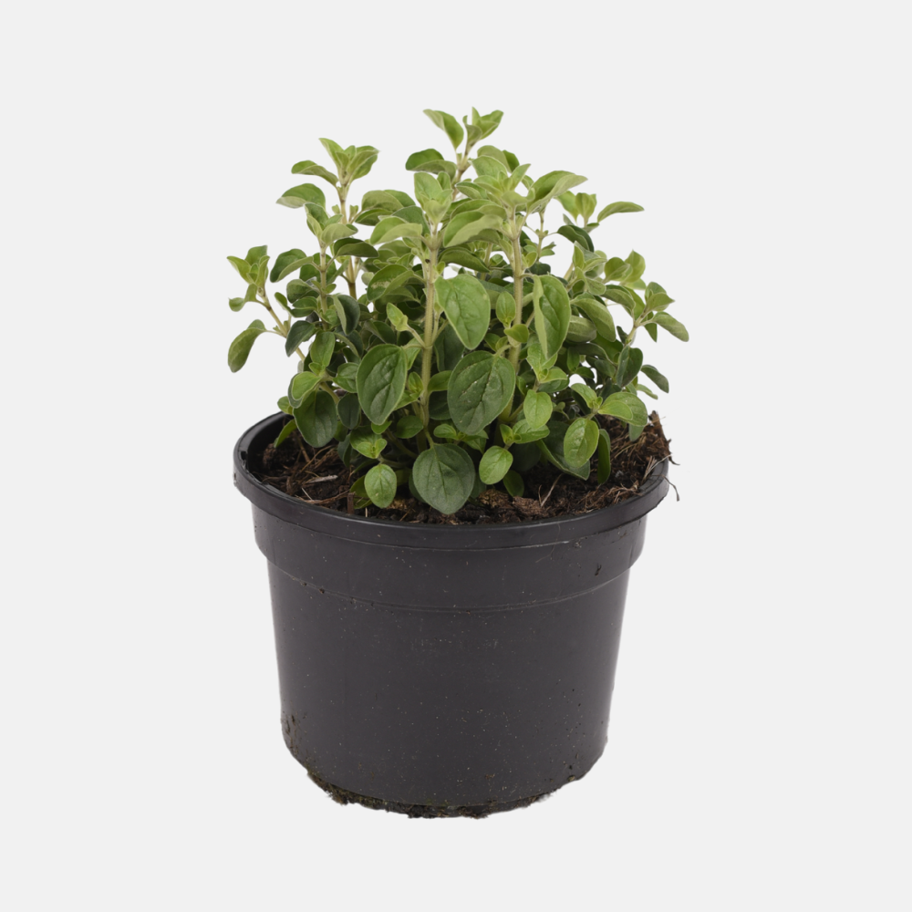 Marjolaine/origan sauvage (origanum vulgare) BIO