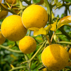 Wilde citroen - Poncirus trifoliata