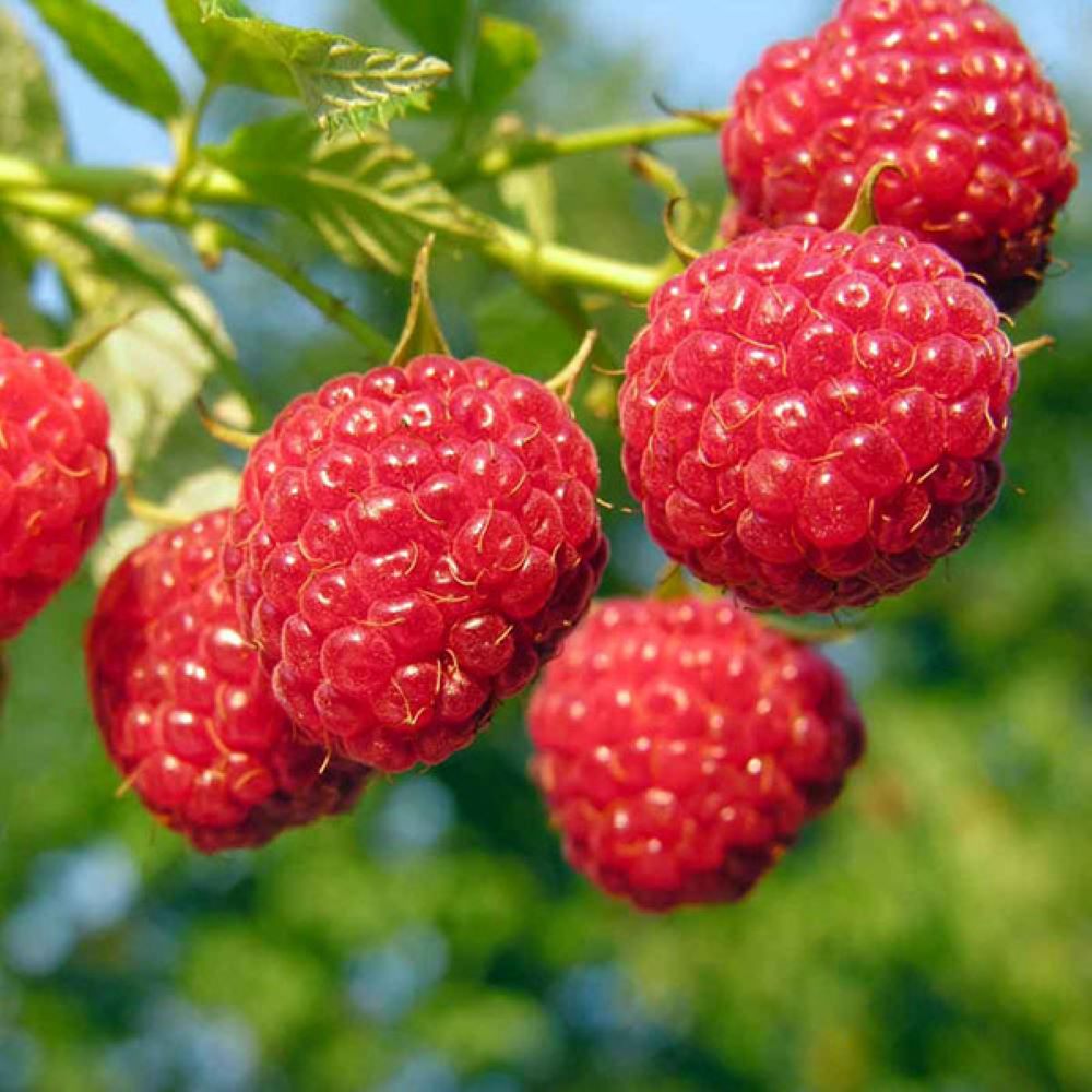 Framboise d'été 'Willamette' BIO