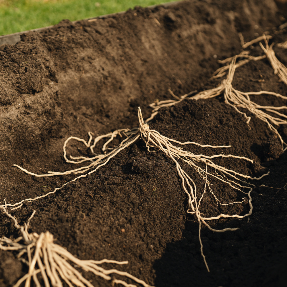 Witte en groene asperge 'Prius' BIO