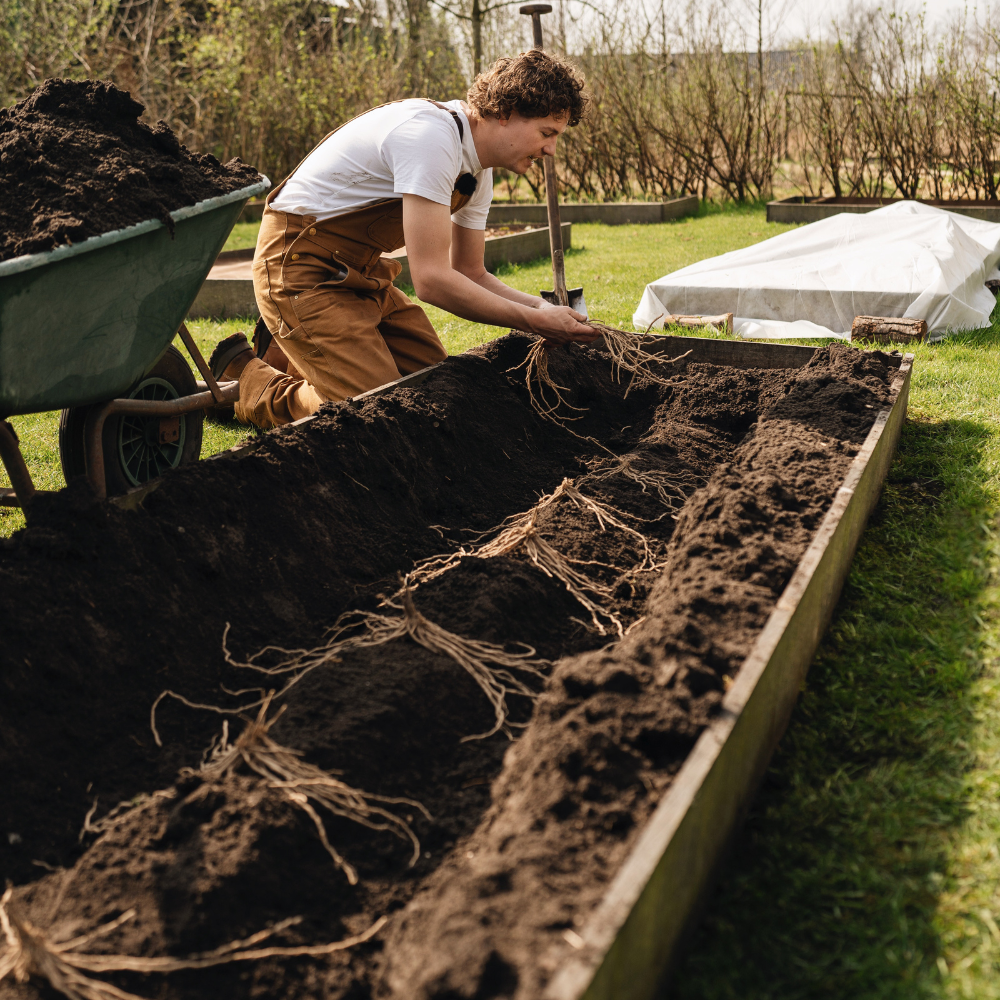 Witte en groene asperge 'Prius' BIO