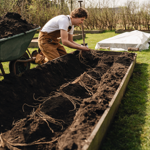 Witte en groene asperge 'Prius' BIO