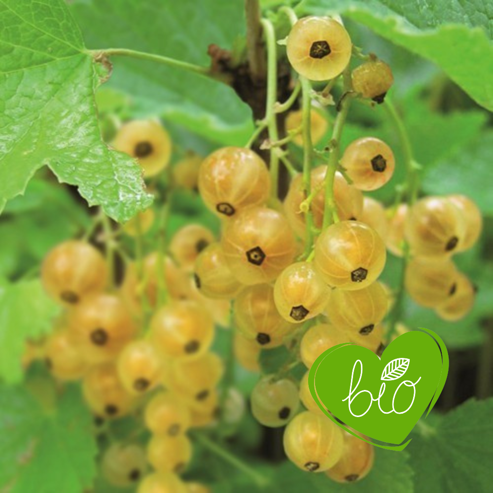 White currant 'Werdavia' BIO