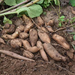 Tubercules de sélection de racines de yacon ou de pomme BIO