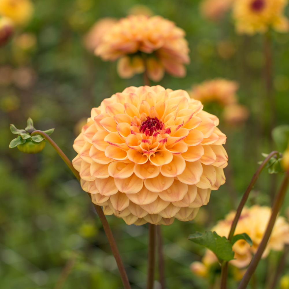 Dahlia pakket XXXXL pakket (met al onze 56 soorten)
