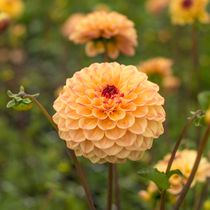 Dahlia pakket XXXXL pakket (met al onze 56 soorten)