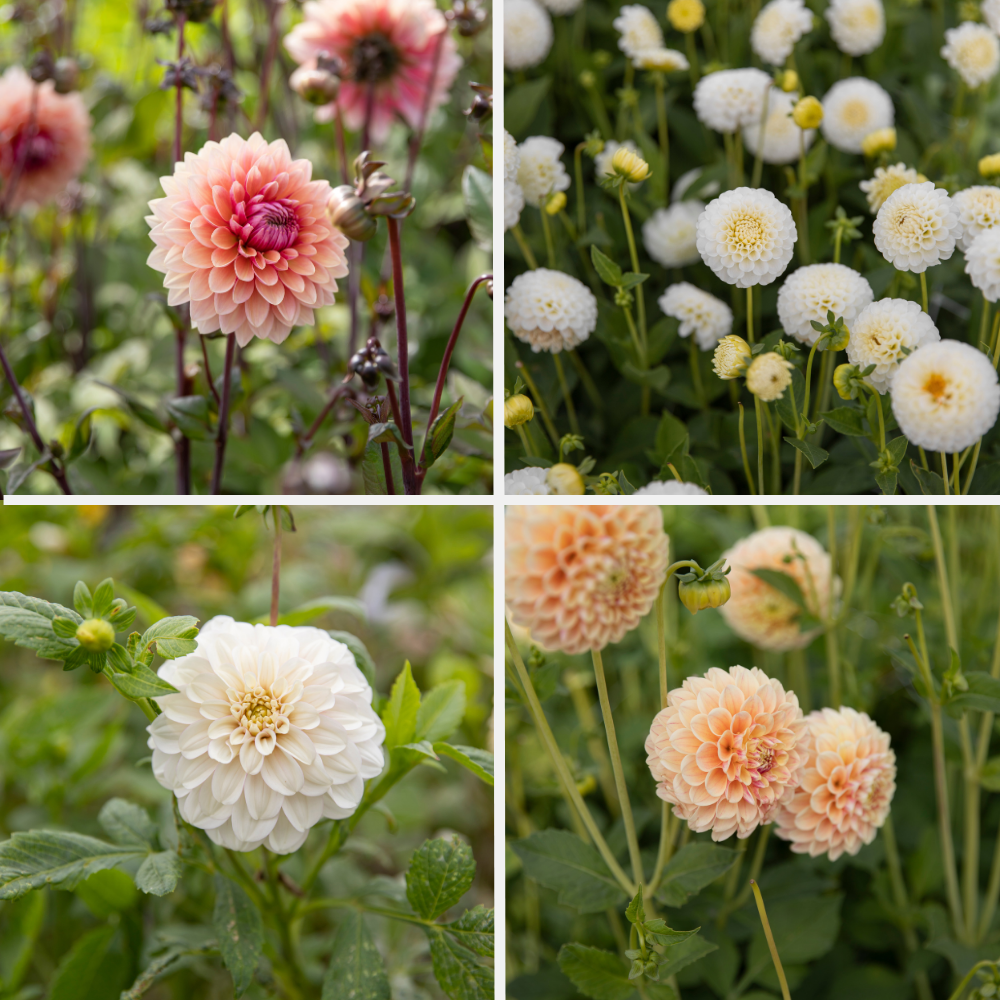 Dahlia pakket 'Zachte zomer' (4 soorten)