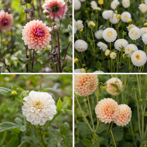 Dahlia pakket 'Zachte zomer' (4 soorten)
