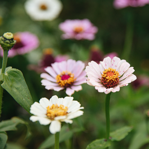 Zinnia elegans – Pfirsiche und Sahne