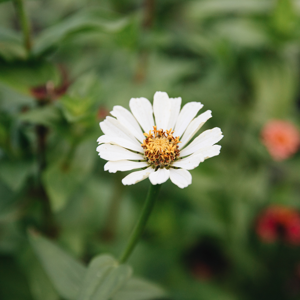 Zinnia elegans - 'Cream'