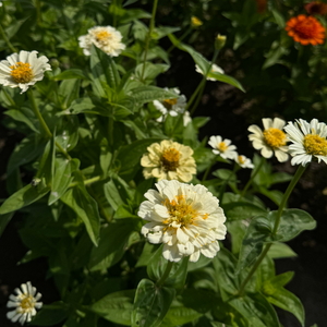 Zinnia elegans - Cream