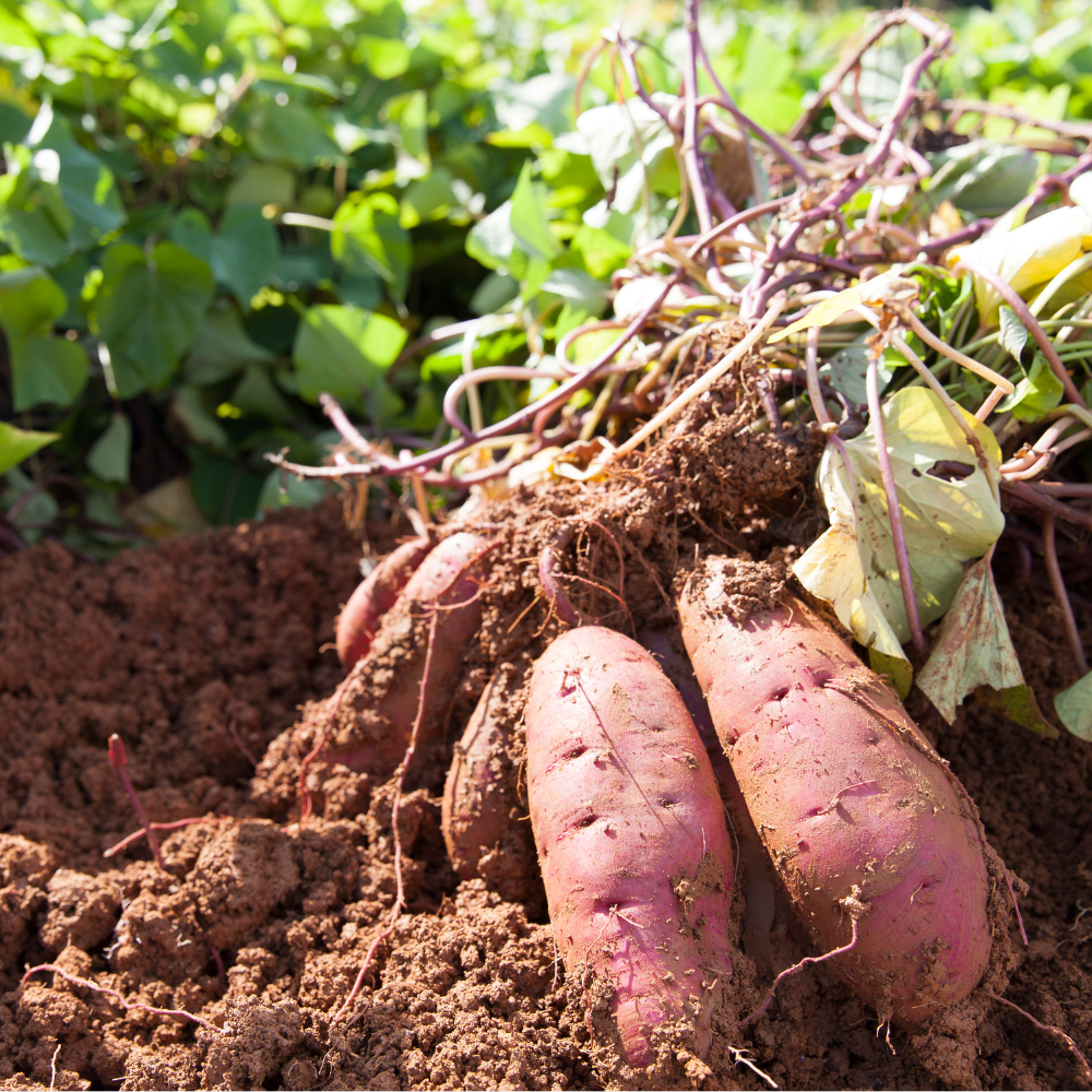 Witte zoete aardappel knol 'Erato' - 1 stuk