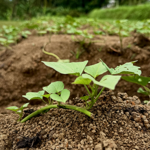 Oranje zoete aardappel knol 'Indosweet' - 1 stuk