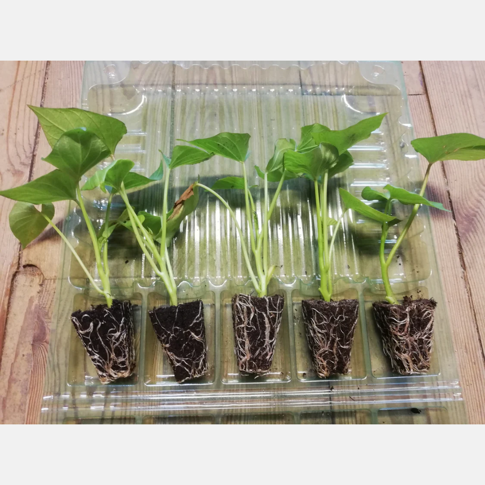 Sweet potato plants - Mix of 4 varieties (20 plants)