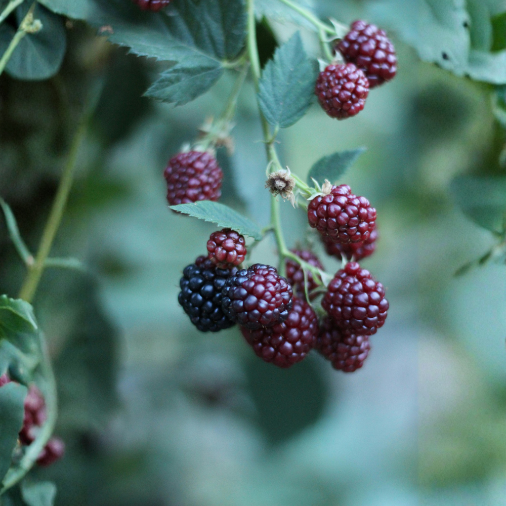 Violet framboise d'été 'Glen Coe'