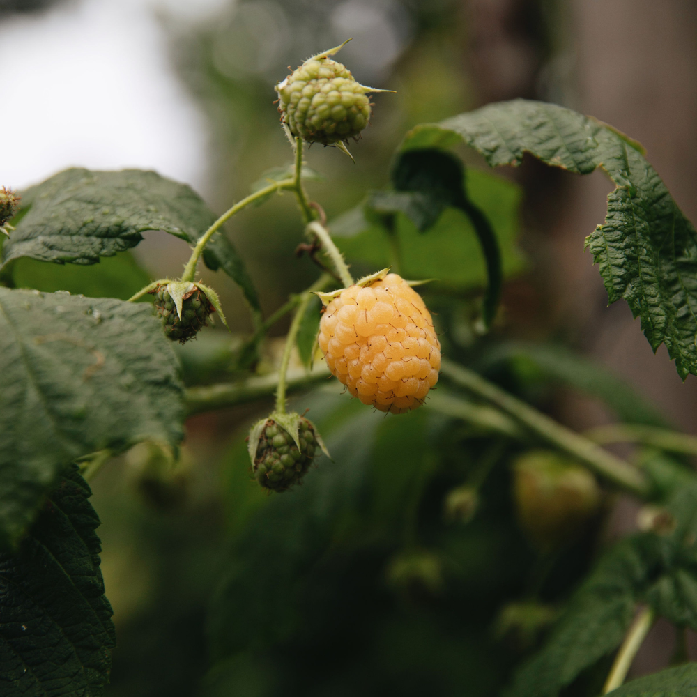 Sommerhimbeere 'Golden Everest' BIO