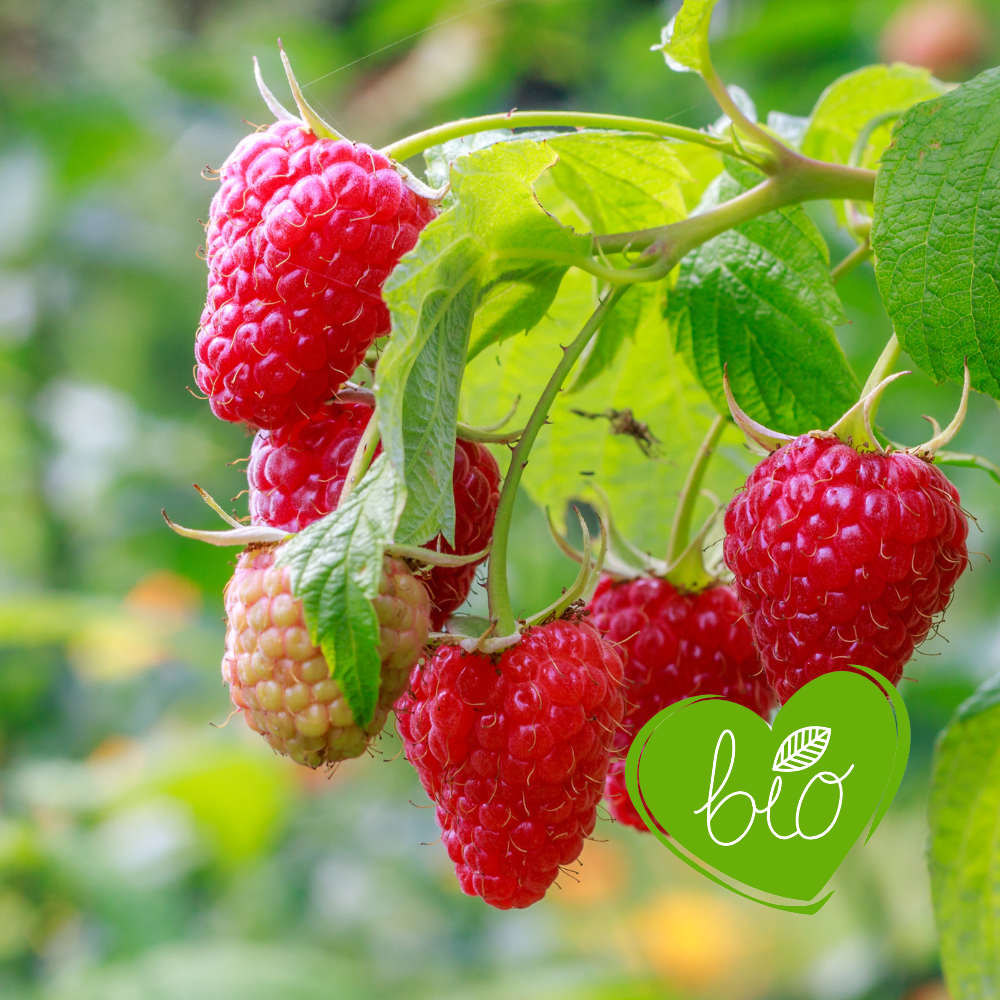 Summer raspberry 'Tulameen' BIO - Early