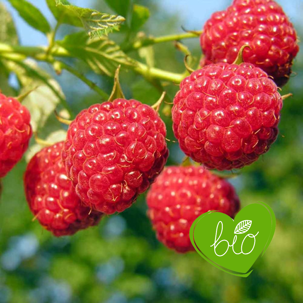 Summer raspberry 'Willamette' BIO - Mid-season