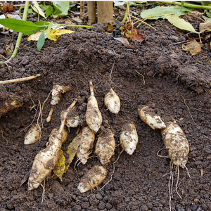 Zonnewortel 'Herman' (Helianthus strumosus) - P9 pot