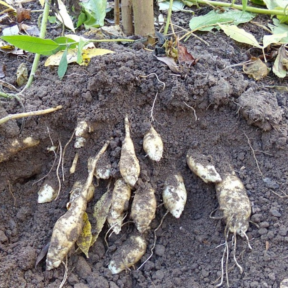 Zonnewortel (Helianthus strumosus) - 5 knollen