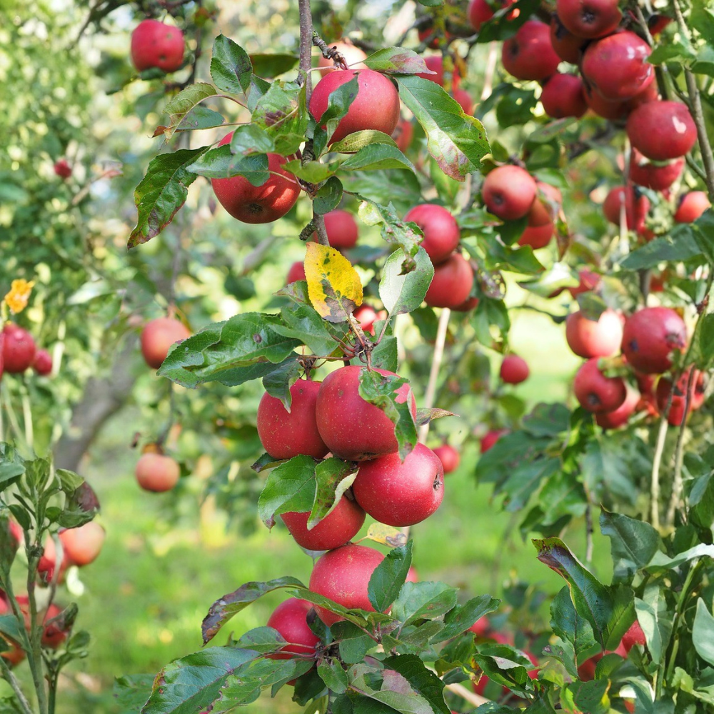 Zuilappel 'McIntosch'