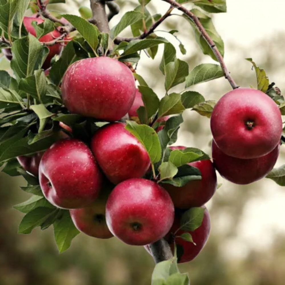 Pommier 'Red Sensation' arbre colonnaire