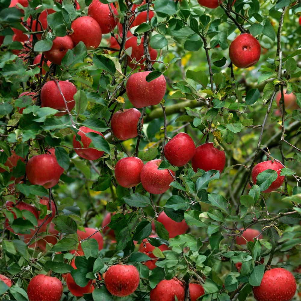 Pommier 'McIntosch' arbre colonnaire