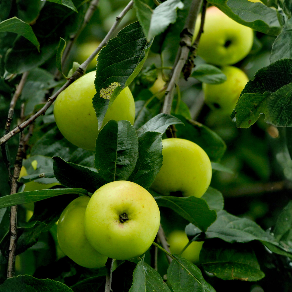 Pommier 'Green Sensation' arbre colonnaire