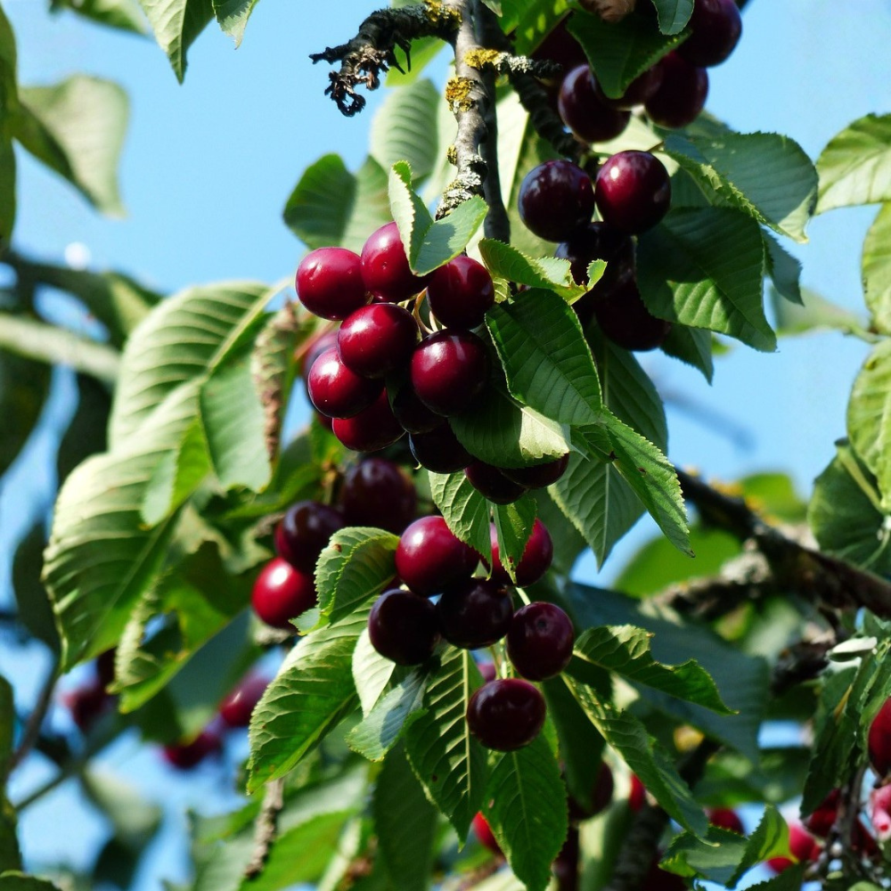 Cerisier 'Sylvia' arbre colonnaire