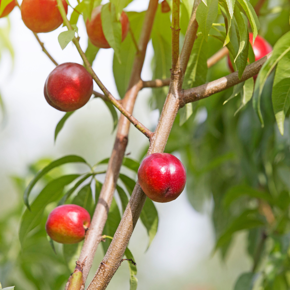 Zuilnectarine 'Fantasia'