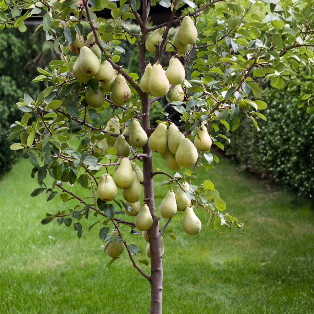 Poirier 'Condo' arbre colonnaire