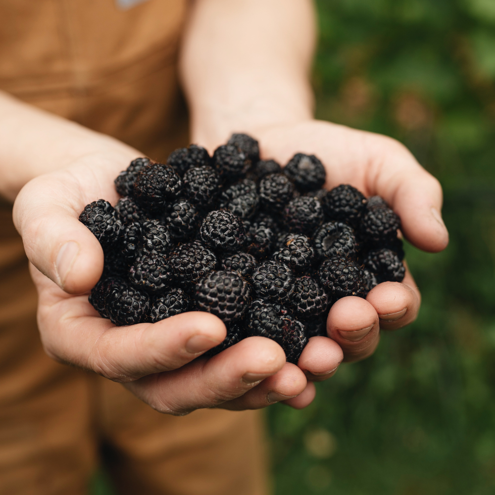 Black raspberry 'Black Jewel' BIO - Late