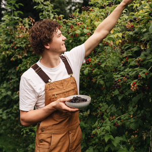 Tayberry (raspberry/blackberry cross) BIO