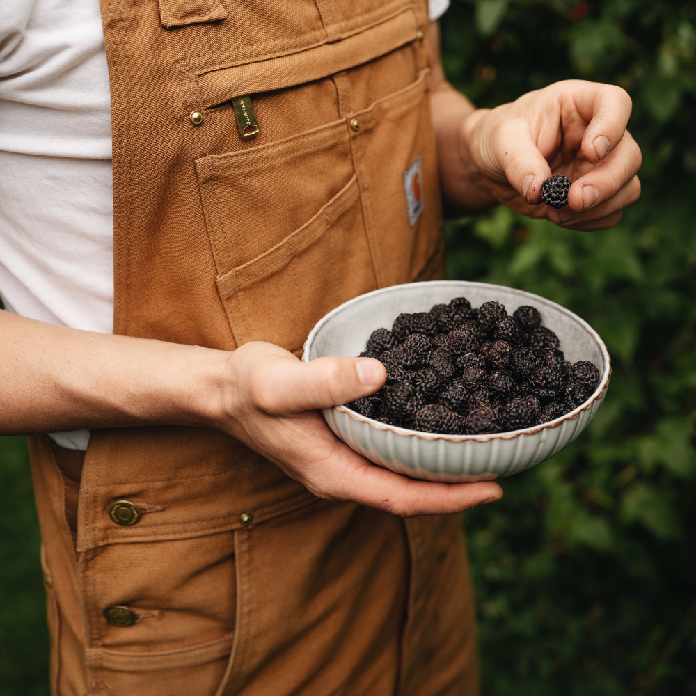 Black raspberry 'Black Jewel' BIO - Late