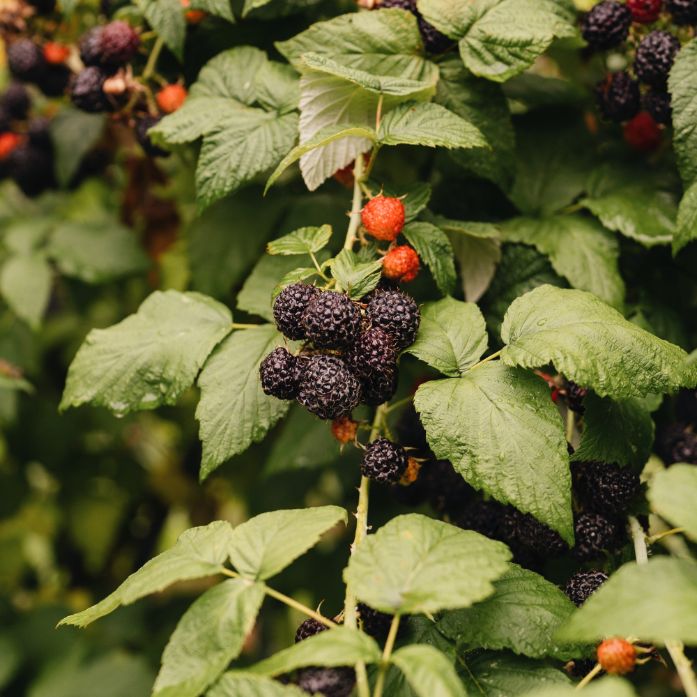 Black raspberry 'Black Jewel' BIO - Late
