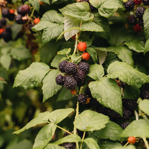 Black raspberry 'Black Jewel' BIO - Late
