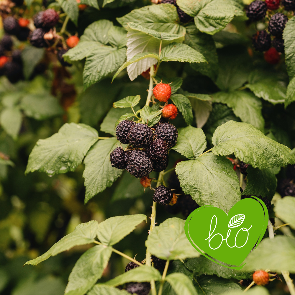 Black raspberry 'Black Jewel' BIO - Late