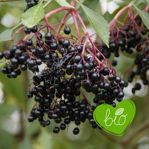Black elderberry 'Haschberg' BIO
