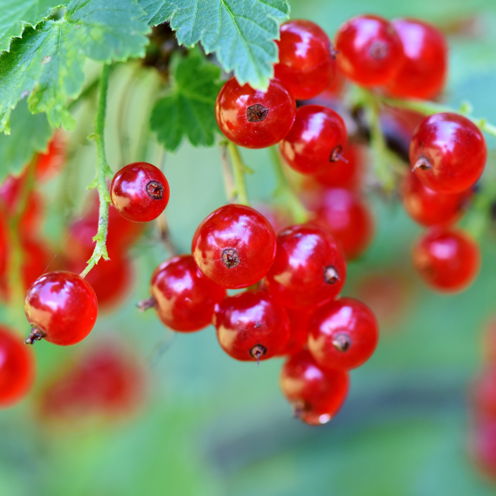 Redcurrant 'Jonkheer van Tets' BIO