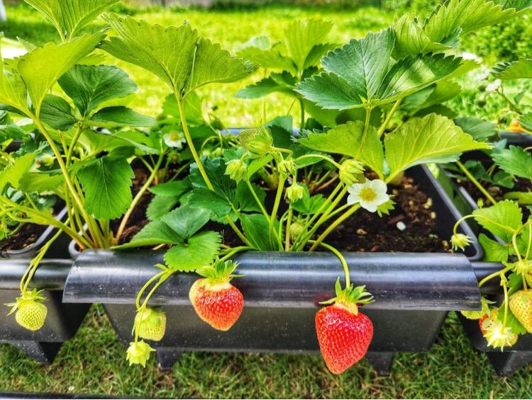 Rek voor 6 BEEKENKAMP aardbeien bakken met trosondersteuning (zonder bakken)