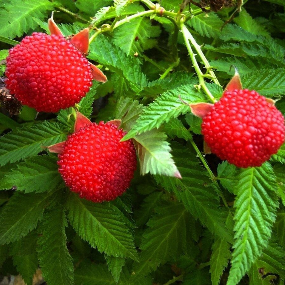 Aardbeiframboos - Blote wortel